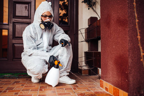 Attic and Crawl Space Rodent Treatment in New Boston