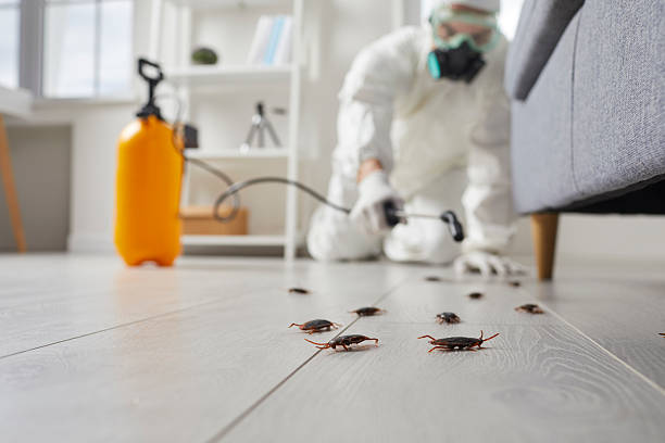 Commercial Rodent Management in New Boston